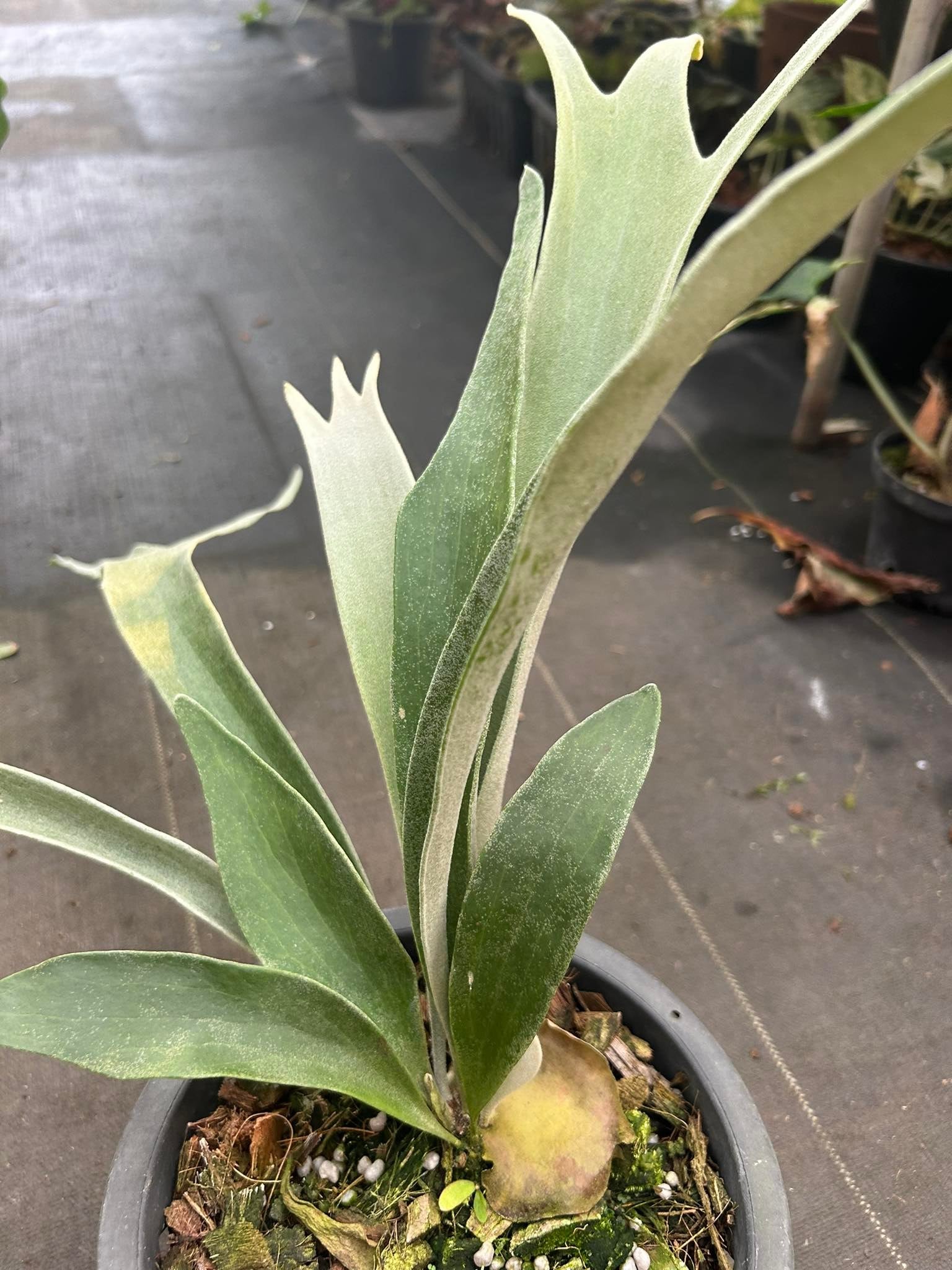 Platycerium vetchii Silver frond