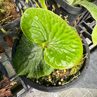 Platycerium madagascariense