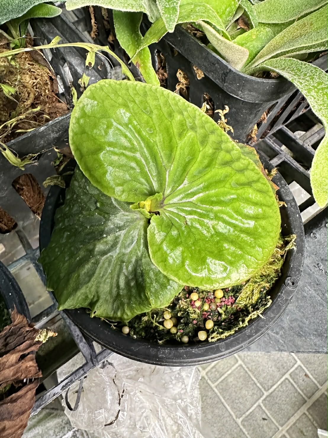 Platycerium madagascariense