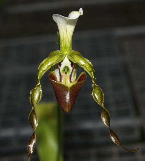 Paphiopedilum dianthum