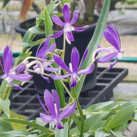 Neofinetia falcata (Blue)