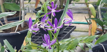 Neofinetia falcata (Blue)