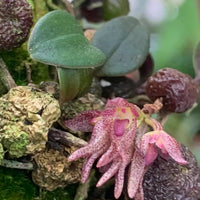 Bulbophyllum jingdongense