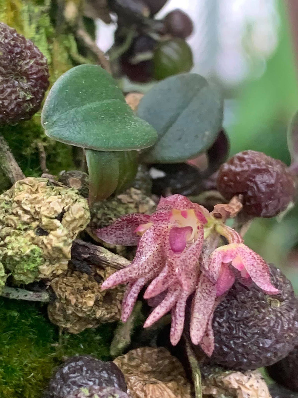 Bulbophyllum jingdongense
