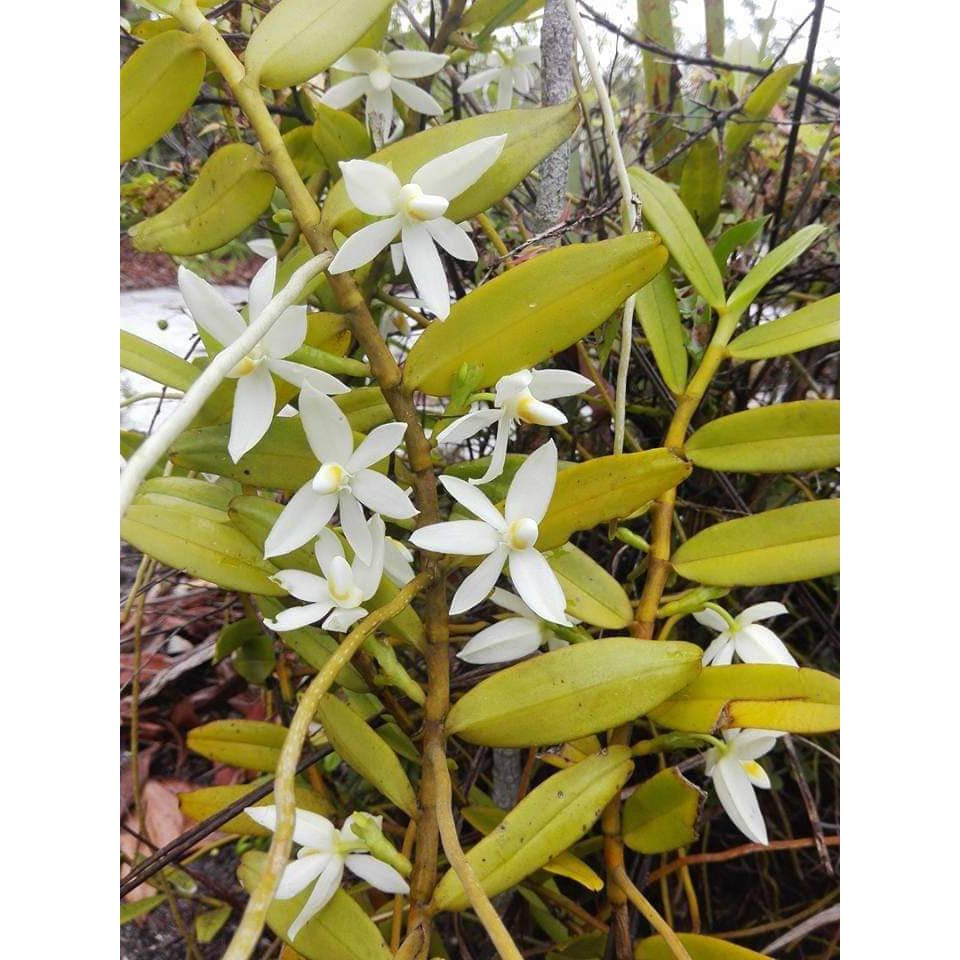 Thrixspermum calceolus