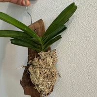 Vanda coerulea (Laos)