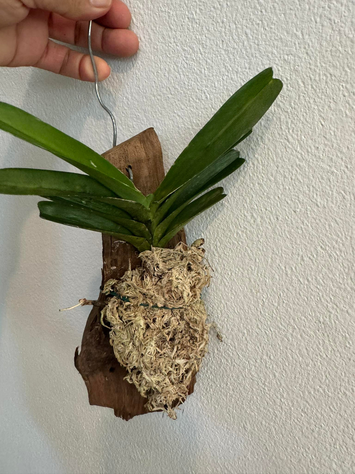 Vanda coerulea (Laos)
