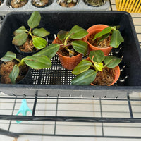 Nepenthes villosa