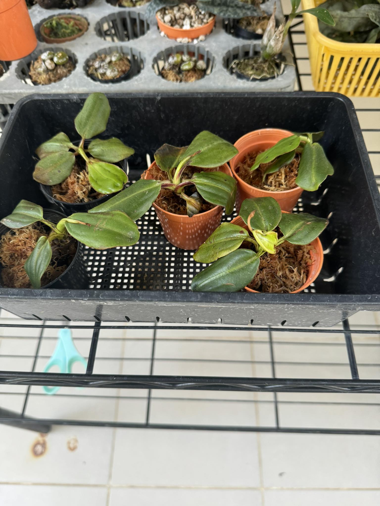 Nepenthes villosa