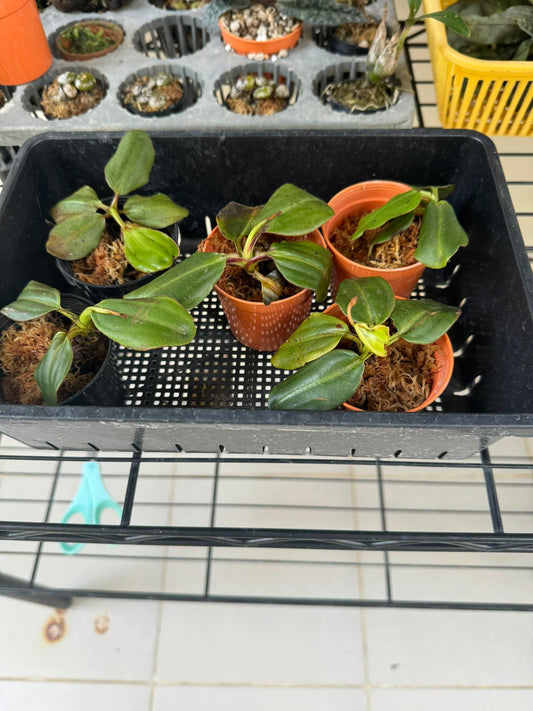 Nepenthes villosa