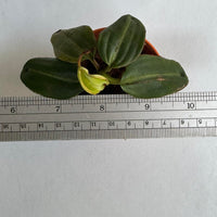 Nepenthes villosa