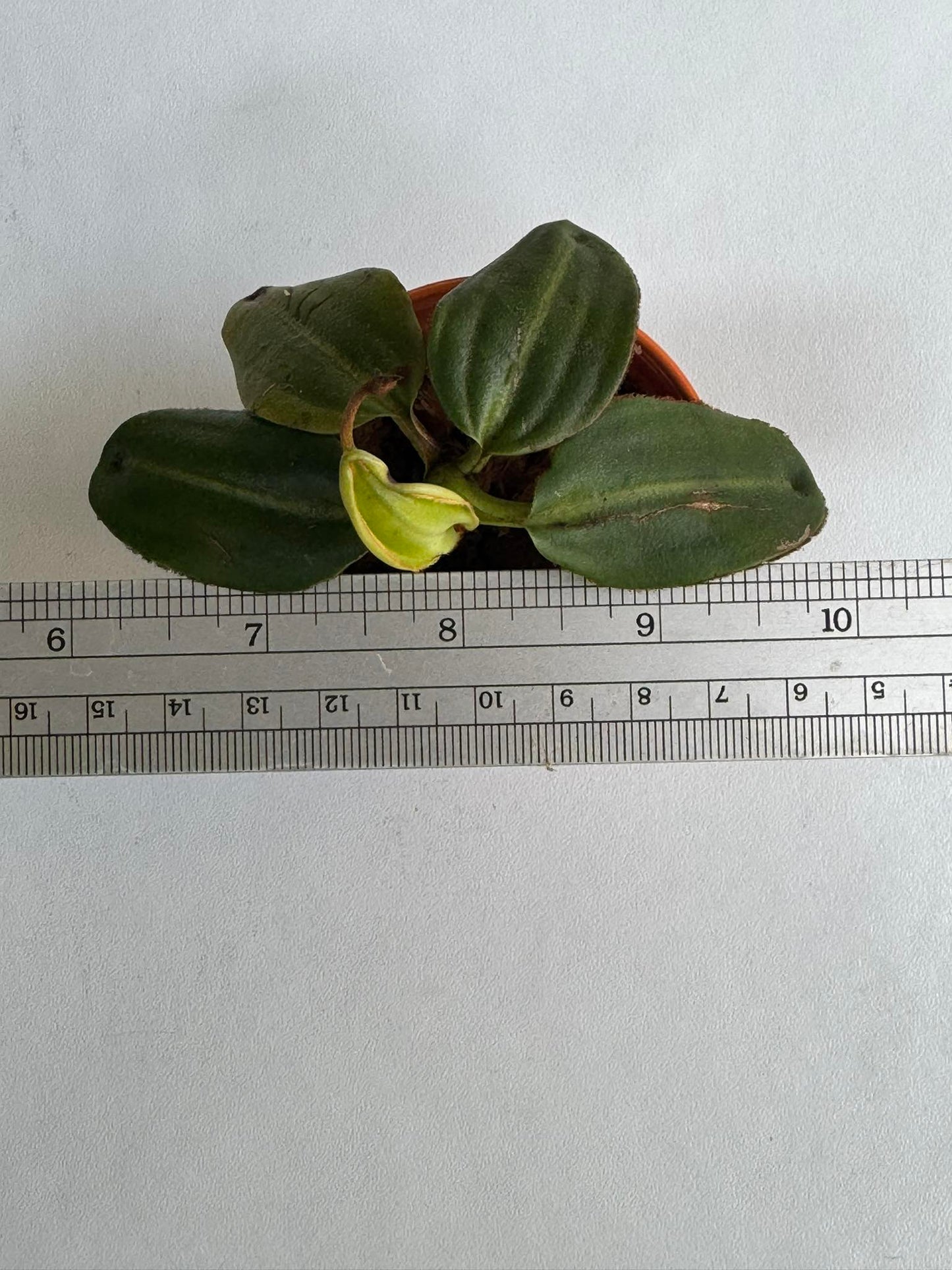 Nepenthes villosa