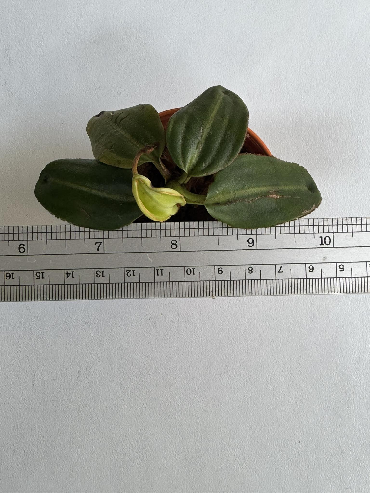 Nepenthes villosa