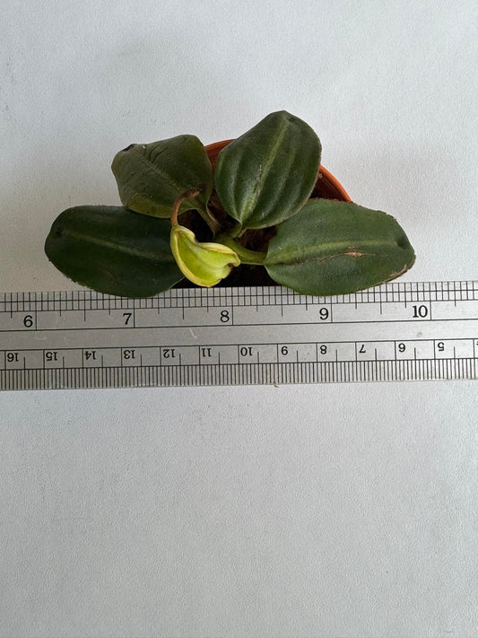 Nepenthes villosa