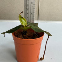 Nepenthes villosa