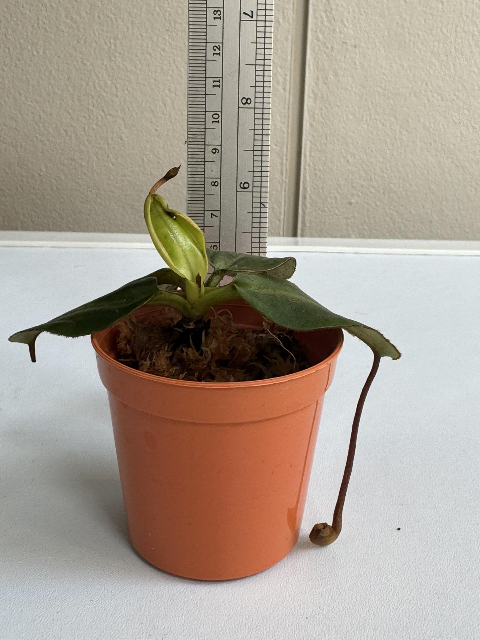 Nepenthes villosa