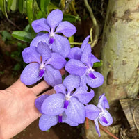 Vanda coerulea (Burma)