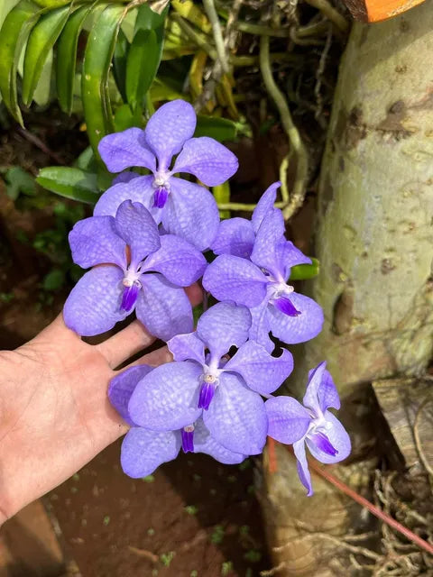 Vanda coerulea (Burma)