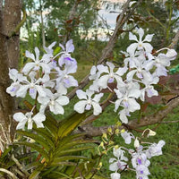 Vanda coerulea (white with purple lips)