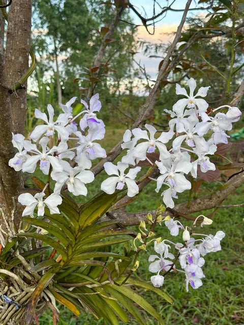 Vanda coerulea (white with purple lips)