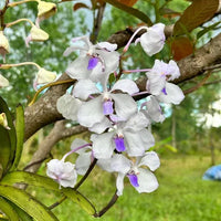 Vanda coerulea (white with purple lips)