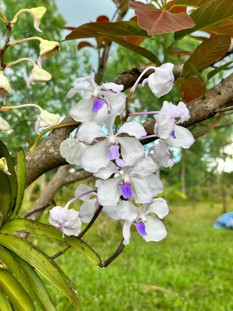 Vanda coerulea (white with purple lips)