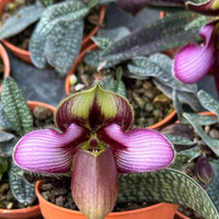 Paphiopedilum rungsuriyanum 10 Plant
