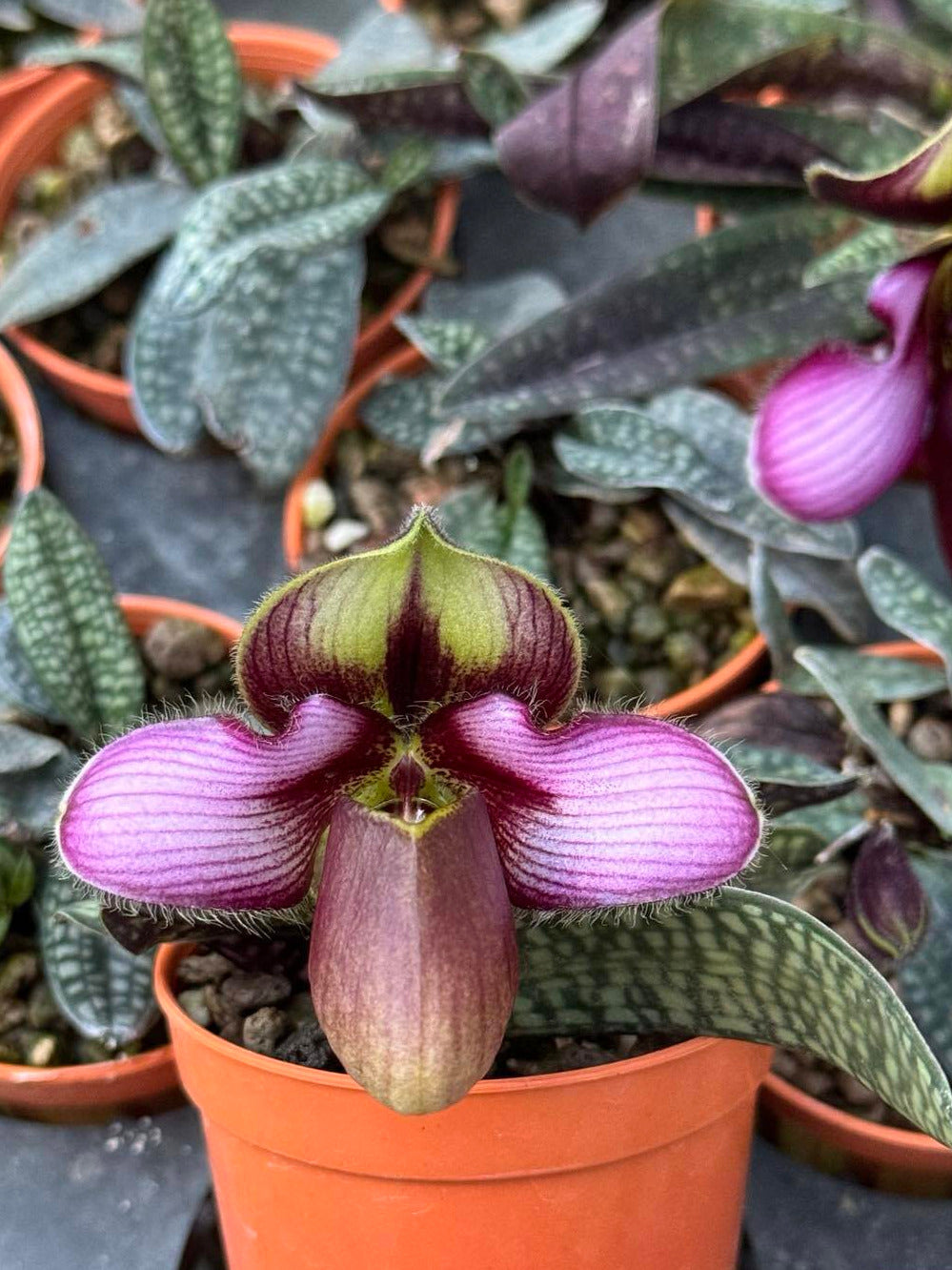 Paphiopedilum rungsuriyanum 10 Plant