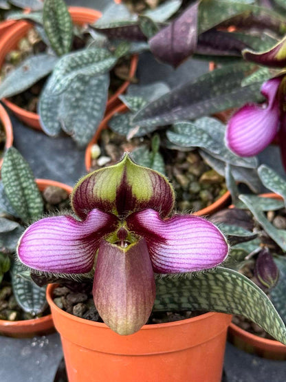 Paphiopedilum rungsuriyanum 10 Plant