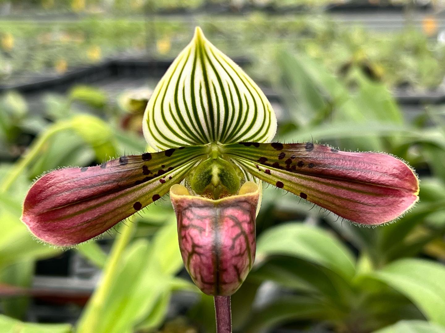 Paphiopedilum venustum