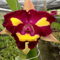 Rlc Cattleya Lady Gaga