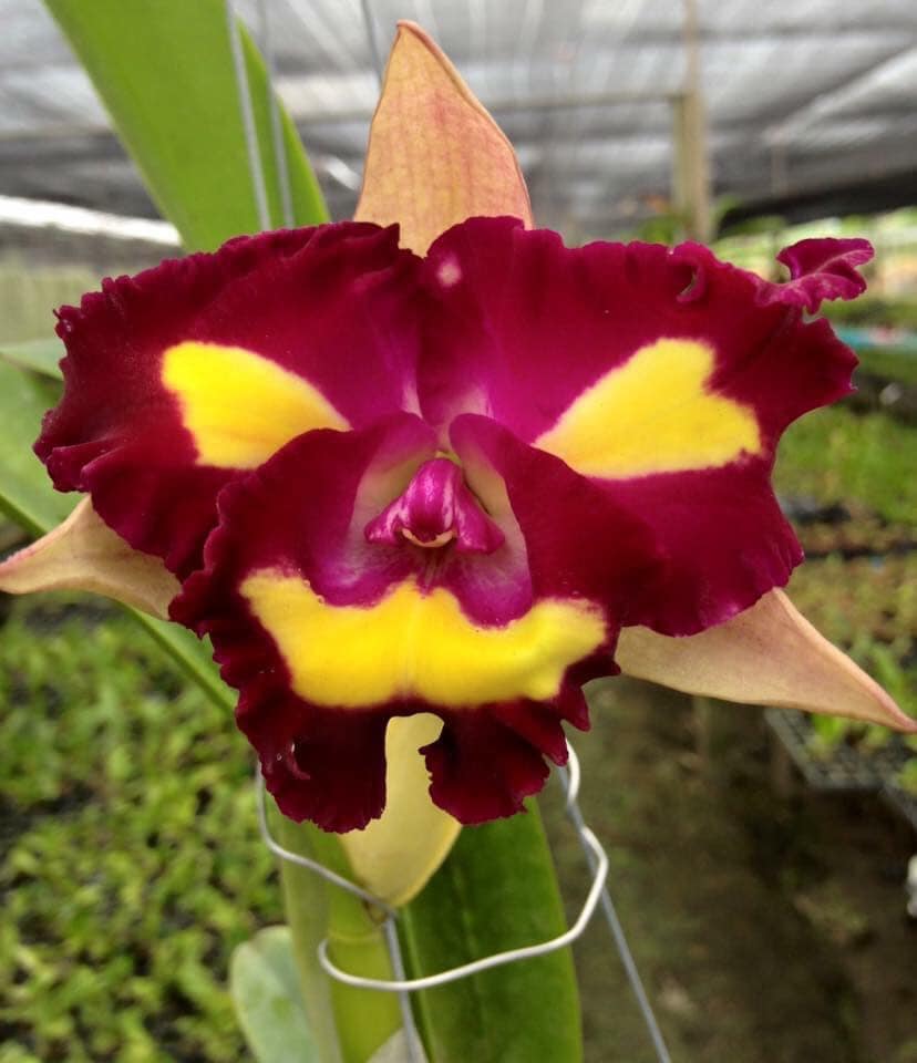 Rlc Cattleya Lady Gaga