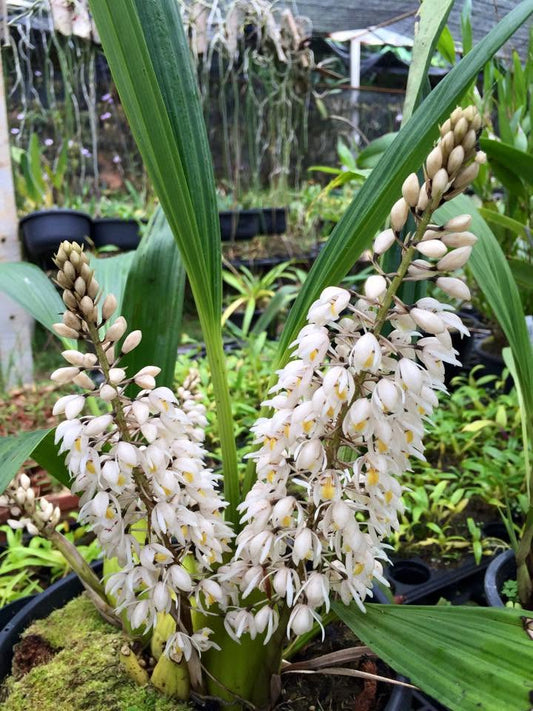 Coelogyne multiflora
