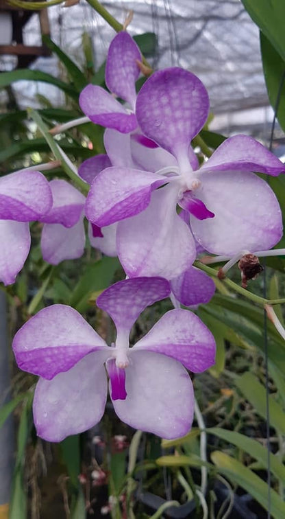 Vanda coerulea (Pink/White)