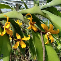 Dimorphorchis lowii