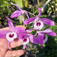 Dendrobium lituiflorum