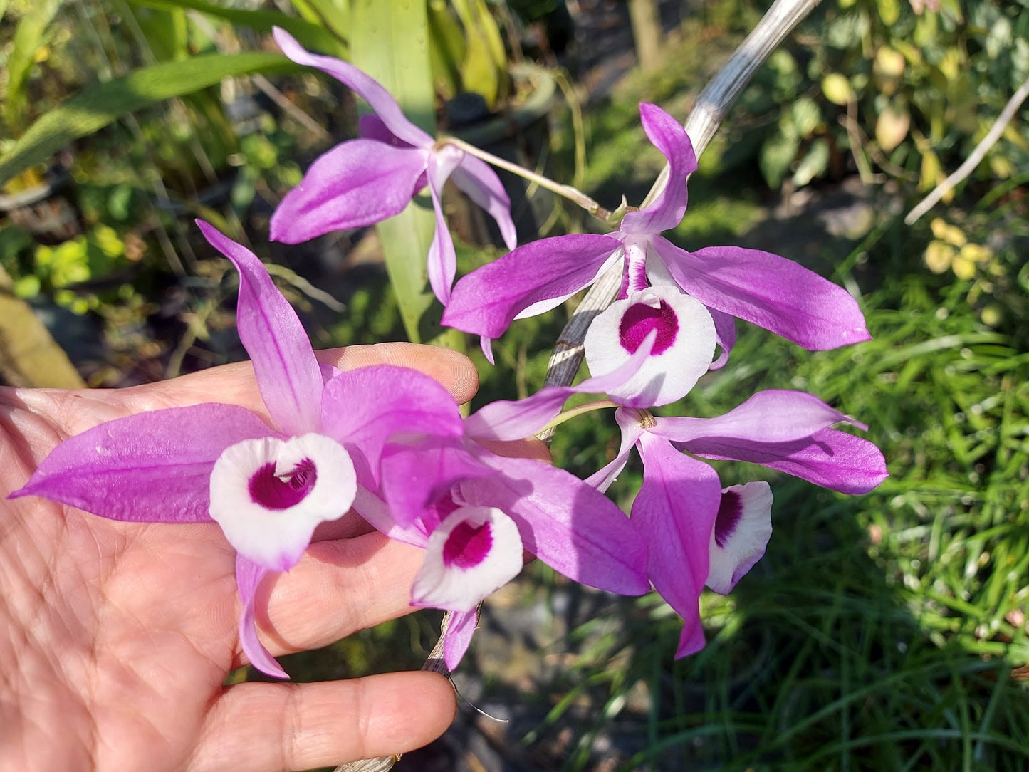 Dendrobium lituiflorum