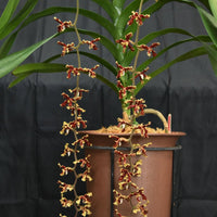 Dimorphorchis lowii