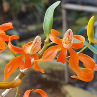 Dendrobium unicum