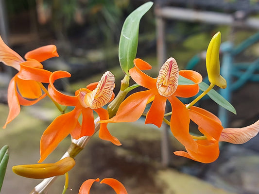 Dendrobium unicum