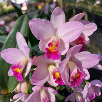 Cattlianthe Japanese Beauty