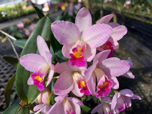 Cattlianthe Japanese Beauty