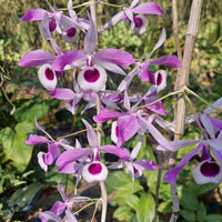 Dendrobium lituiflorum