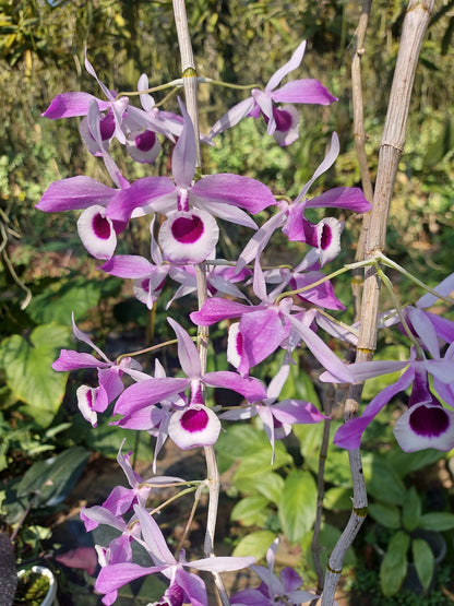 Dendrobium lituiflorum