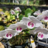 Dendrobium parishii semi-alba