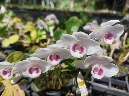 Dendrobium parishii semi-alba