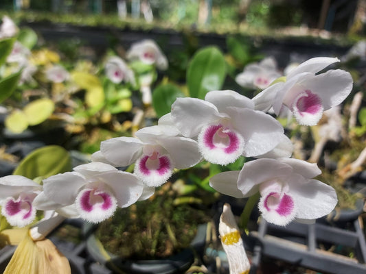 Dendrobium parishii semi-alba