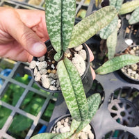 Paphiopedilum niveum