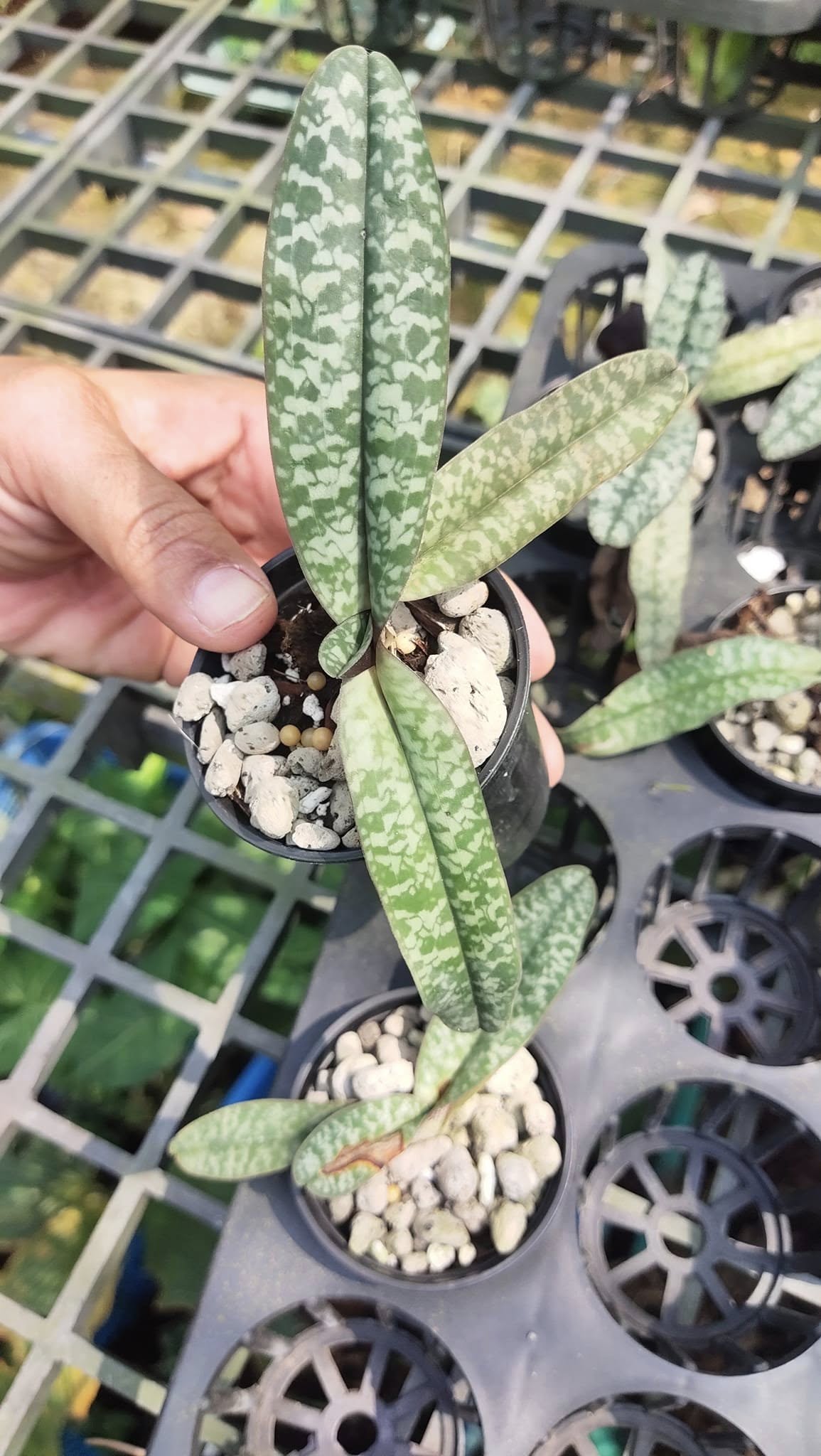 Paphiopedilum niveum