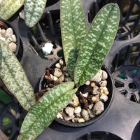 Paphiopedilum niveum